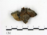 登錄號:F0012893藏品圖，第3張