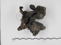 登錄號:F0012896藏品圖，第1張