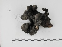 登錄號:F0012896藏品圖，第4張