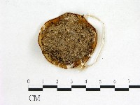 登錄號:F0012907藏品圖，第1張