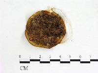 登錄號:F0012907藏品圖，第3張