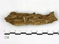 登錄號:F0012908藏品圖，第1張