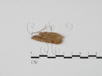 登錄號:F0012909藏品圖，第3張