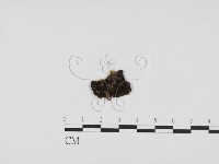 登錄號:F0012913藏品圖，第1張