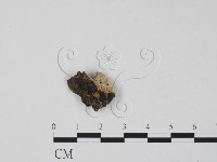登錄號:F0012916藏品圖，第1張