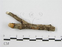 登錄號:F0012919藏品圖，第3張