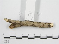 登錄號:F0012919藏品圖，第4張