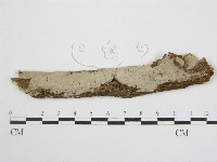 登錄號:F0012921藏品圖，第1張