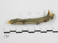 登錄號:F0012922藏品圖，第1張