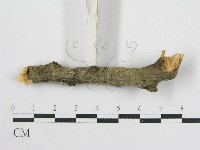 登錄號:F0012922藏品圖，第5張