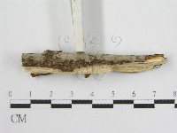 登錄號:F0012924藏品圖，第5張