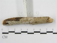 登錄號:F0012925藏品圖，第5張