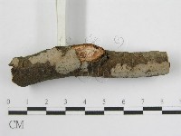 登錄號:F0012934藏品圖，第4張