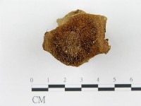 集毛菌屬藏品圖，第1張