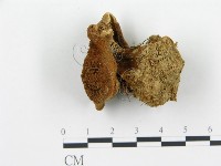 集毛菌屬藏品圖，第3張