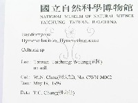 集毛菌屬藏品圖，第2張