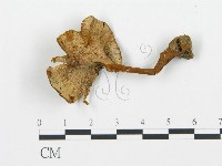 集毛菌屬藏品圖，第3張