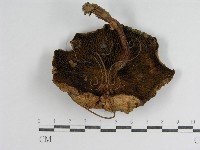 登錄號:F0012939藏品圖，第1張