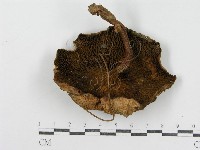 登錄號:F0012939藏品圖，第4張