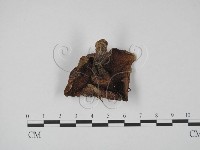 登錄號:F0012940藏品圖，第1張