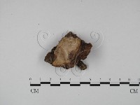 登錄號:F0012940藏品圖，第3張