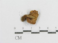 紅菇屬藏品圖，第3張