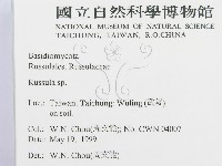 紅菇屬藏品圖，第2張