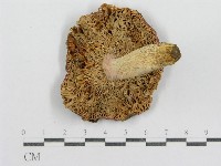 紅菇屬藏品圖，第3張