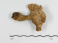 登錄號:F0012944藏品圖，第3張
