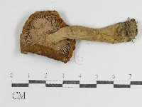 登錄號:F0012945藏品圖，第1張