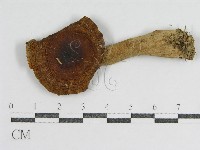 登錄號:F0012945藏品圖，第3張