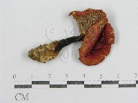 紅菇屬藏品圖，第1張