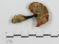 紅菇屬藏品圖，第3張