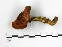 登錄號:F0012948藏品圖，第1張