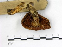 登錄號:F0012948藏品圖，第3張