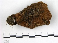 登錄號:F0012949藏品圖，第1張