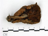 登錄號:F0012949藏品圖，第3張