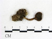 登錄號:F0012950藏品圖，第1張