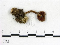 登錄號:F0012950藏品圖，第3張