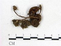 登錄號:F0012951藏品圖，第1張