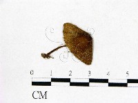 登錄號:F0012952藏品圖，第1張