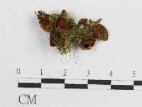 登錄號:F0012953藏品圖，第1張