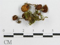 登錄號:F0012953藏品圖，第3張
