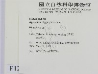 濕傘屬藏品圖，第2張