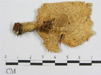 登錄號:F0012956藏品圖，第1張