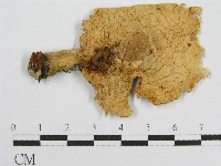 登錄號:F0012956藏品圖，第3張