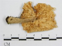 登錄號:F0012956藏品圖，第4張