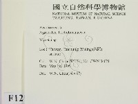 小菇屬藏品圖，第2張