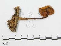 登錄號:F0012959藏品圖，第1張