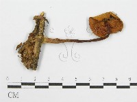 登錄號:F0012959藏品圖，第3張